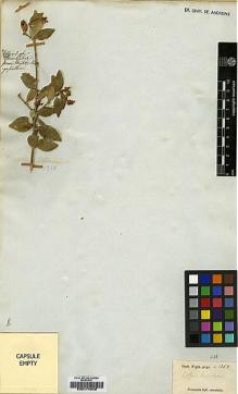 Type specimen at Edinburgh (E). Wight, Robert: 1358. Barcode: E00174848.