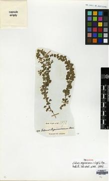Type specimen at Edinburgh (E). Wight, Robert: 1372. Barcode: E00174859.