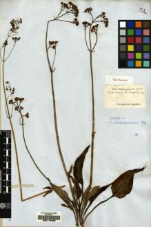 Type specimen at Edinburgh (E). Wight, Robert: 1373. Barcode: E00174860.