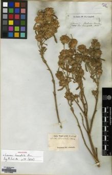 Type specimen at Edinburgh (E). Campbell, Jas.: 78. Barcode: E00174866.
