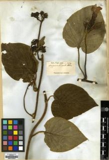 Type specimen at Edinburgh (E). Wight, Robert: 2254. Barcode: E00174875.