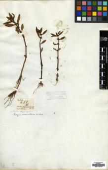 Type specimen at Edinburgh (E). Wallich, Nathaniel: 654D. Barcode: E00174879.