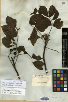 Type specimen at Edinburgh (E). Wight, Robert: 548. Barcode: E00174885.