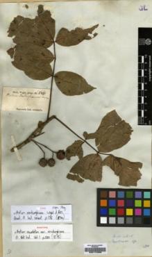 Type specimen at Edinburgh (E). Wight, Robert: 550. Barcode: E00174888.
