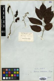 Type specimen at Edinburgh (E). Wight, Robert: 985. Barcode: E00174891.