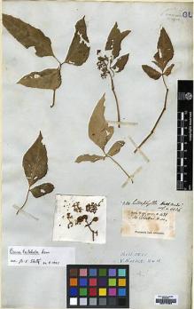 Type specimen at Edinburgh (E). Wight, Robert: 431. Barcode: E00174904.