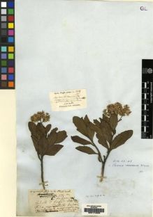 Type specimen at Edinburgh (E). Wight, Robert: 55. Barcode: E00174925.