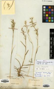 Type specimen at Edinburgh (E). Wight, Robert: 1700. Barcode: E00174941.