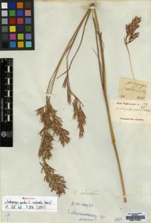 Type specimen at Edinburgh (E). Wight, Robert: 1703. Barcode: E00174950.