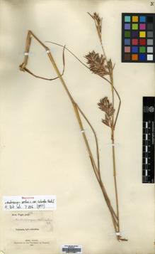Type specimen at Edinburgh (E). Wight, Robert: 1703. Barcode: E00174951.