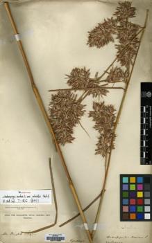 Type specimen at Edinburgh (E). Wight, Robert: [1837.]3347. Barcode: E00174953.