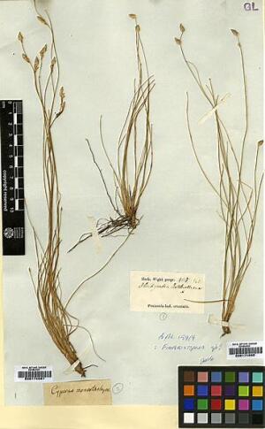 To Royal Botanic Garden Edinburgh Herbarium (Abildgaardia rottboelliana E00174990 type 1)