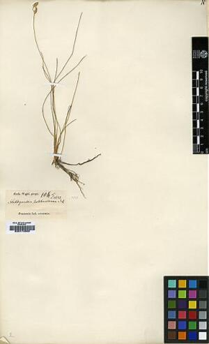 To Royal Botanic Garden Edinburgh Herbarium (Abildgaardia rottboelliana E00174992 type 1)