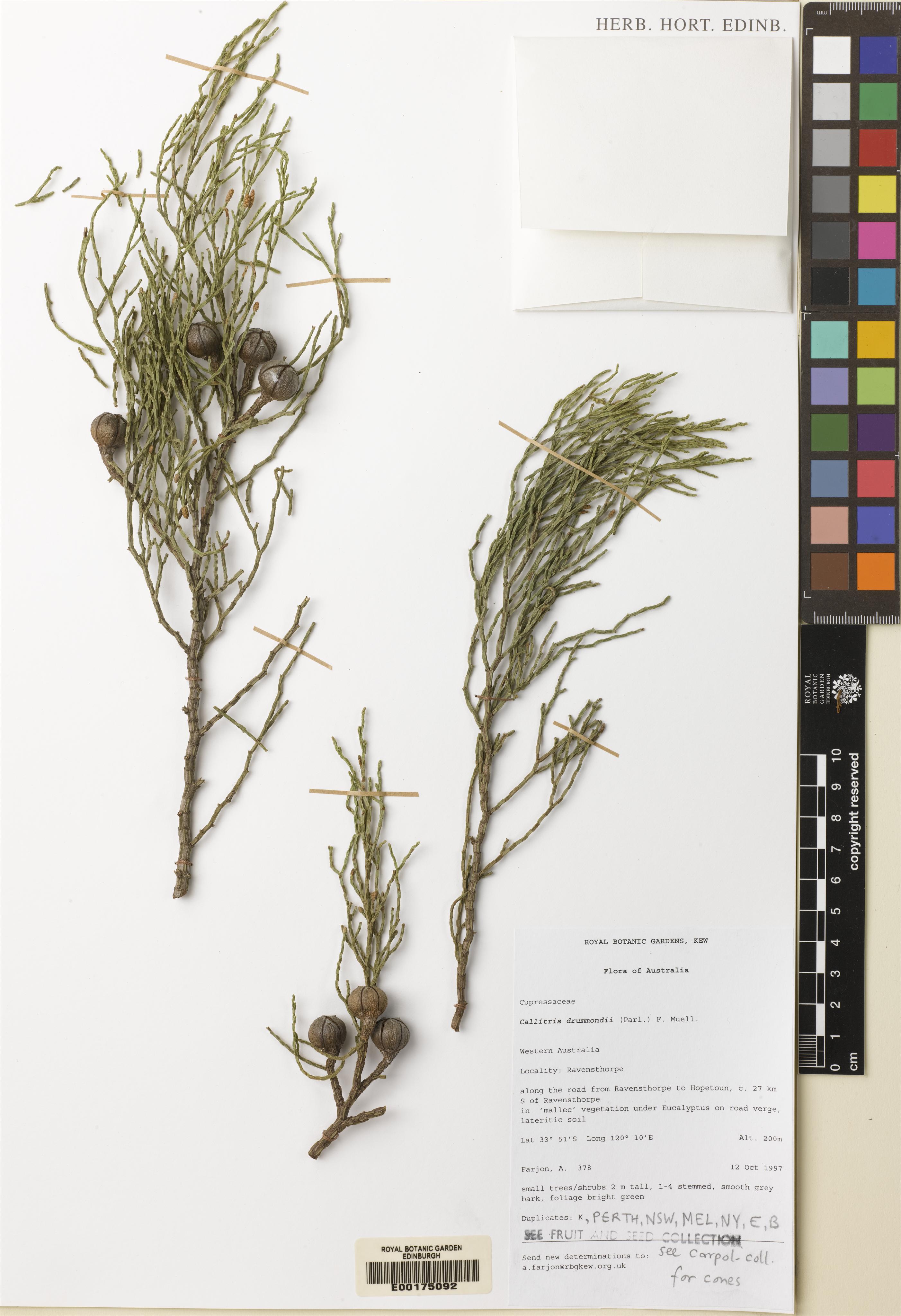 Callitris drummondii photograph 5