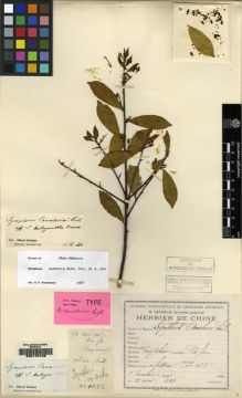 Type specimen at Edinburgh (E). Cavalerie, Pierre: 1022. Barcode: E00175108.