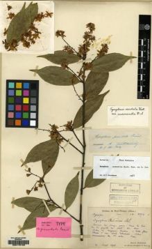 Type specimen at Edinburgh (E). Bodinier, Emile: 2224. Barcode: E00175109.