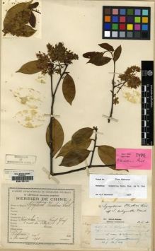 Type specimen at Edinburgh (E). Bodinier, Emile: . Barcode: E00175110.