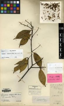 Type specimen at Edinburgh (E). Cavalerie, Pierre: 2403. Barcode: E00175112.