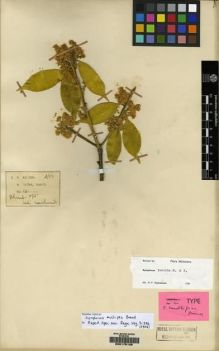 Type specimen at Edinburgh (E). Wilson, Ernest: 4. Barcode: E00175126.
