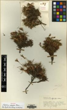 Type specimen at Edinburgh (E). McNeill, John: 657. Barcode: E00175338.