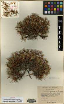Type specimen at Edinburgh (E). Khan, Salar; Prance, Ghillean T.; Ratcliffe, Dennis: 315. Barcode: E00175341.