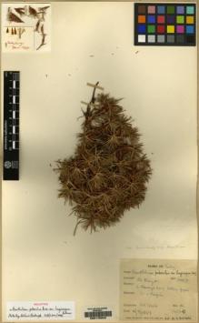 Type specimen at Edinburgh (E). Davis, Peter: 14630. Barcode: E00175342.