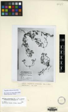 Type specimen at Edinburgh (E). : . Barcode: E00175406.