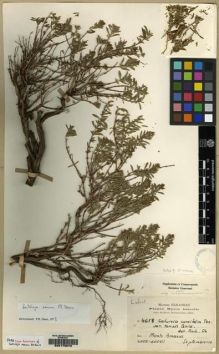 Type specimen at Edinburgh (E). Haradjian, Manoog: 4618. Barcode: E00175679.
