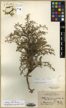 Type specimen at Edinburgh (E). Haradjian, Manoog: 2507. Barcode: E00175680.