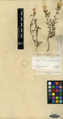 Type specimen at Edinburgh (E). Von Heldreich, Theodor: . Barcode: E00175991.