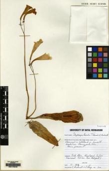 Type specimen at Edinburgh (E). Kunhardt, C.; Kluge, J: . Barcode: E00176046.