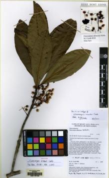 Type specimen at Edinburgh (E). Coode, Mark: 8083. Barcode: E00176153.