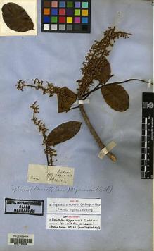 Type specimen at Edinburgh (E). Gardner, George: 615. Barcode: E00176398.
