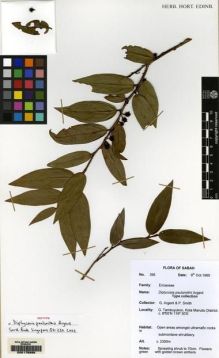 Type specimen at Edinburgh (E). Argent, George; Smith, Paul: 395. Barcode: E00176999.