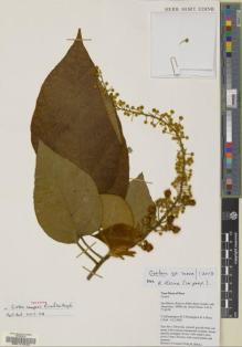 Type specimen at Edinburgh (E). Pennington, Terry; Pennington, Richard; Daza, Aniceto: 17644. Barcode: E00177816.