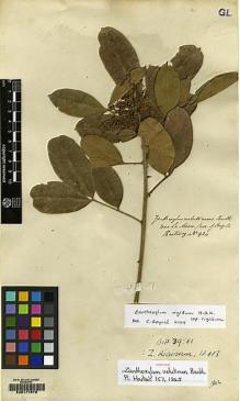 Type specimen at Edinburgh (E). Hartweg, Karl: 934. Barcode: E00177879.