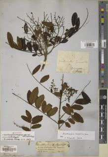 Type specimen at Edinburgh (E). Spruce, Richard: 1582. Barcode: E00177930.