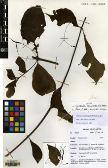 Type specimen at Edinburgh (E). Argent, George; Mendum, Mary; Hendrian, Sofyan: 00229. Barcode: E00177977.
