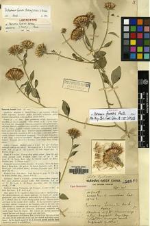 Type specimen at Edinburgh (E). Forrest, George: 16979. Barcode: E00178219.