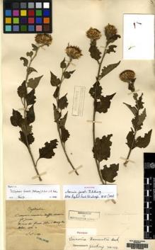 Type specimen at Edinburgh (E). Maire, Edouard-Ernest: . Barcode: E00178220.