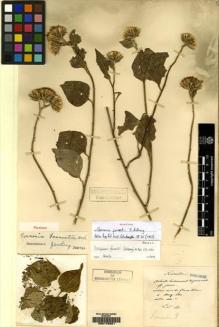 Type specimen at Edinburgh (E). Maire, Edouard-Ernest: . Barcode: E00178221.