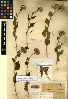 Type specimen at Edinburgh (E). Maire, Edouard-Ernest: 437. Barcode: E00178222.