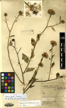 Type specimen at Edinburgh (E). Forrest, George: 13415. Barcode: E00178223.
