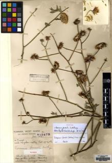 Type specimen at Edinburgh (E). Forrest, George: 12475. Barcode: E00178224.