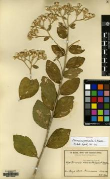 Type specimen at Edinburgh (E). Baum, Hugo: 711. Barcode: E00178246.