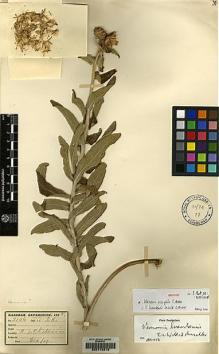 Type specimen at Edinburgh (E). Kassner, Theo: 2106. Barcode: E00178316.