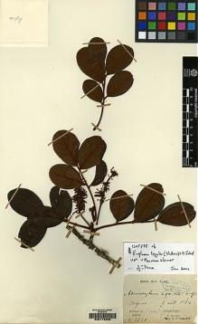 Type specimen at Edinburgh (E). Glaziou, Auguste: 3734. Barcode: E00178339.