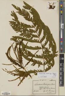 Type specimen at Edinburgh (E). Kersting, O: A5. Barcode: E00178547.