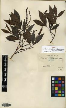 Type specimen at Edinburgh (E). Glaziou, Auguste: 13774. Barcode: E00178563.