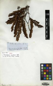 Type specimen at Edinburgh (E). Spruce, Richard: 3133. Barcode: E00178570.